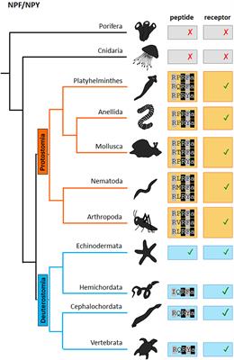Regulation of Feeding and Metabolism by Neuropeptide F and Short Neuropeptide F in Invertebrates